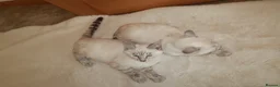 Bengal cats for sale:  snow lynx bengal kittens - Advert 6