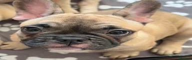 French Bulldog 2