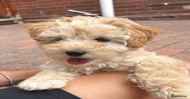 Maltipoo dogs - Advert 12