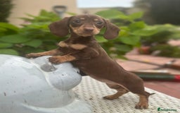 Dachshund dogs for sale: Stunning miniature dachshund pups  - Image 4