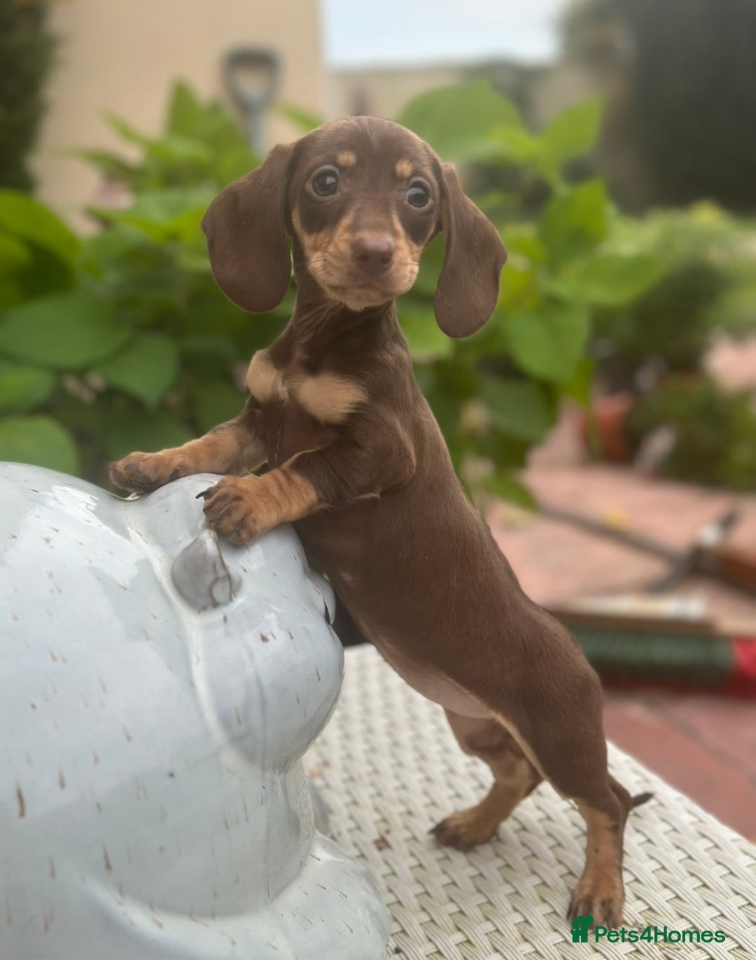 Dachshund dogs for sale: Stunning miniature dachshund pups  - Image 4
