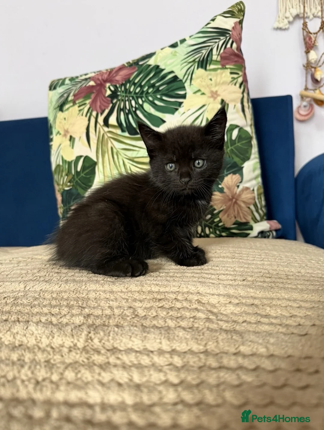 Mixed Breed cats for sale: Fluffy Maine Coon Mix kittens - Stunning Litter in Newmarket - Advert 2