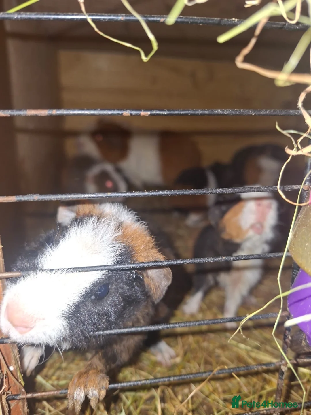 Guinea Pig rodents for sale: Guniea pigs males and females - Advert 9