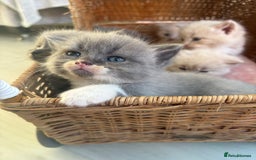 Mixed Breed cats for sale: Kittens  - Image 4