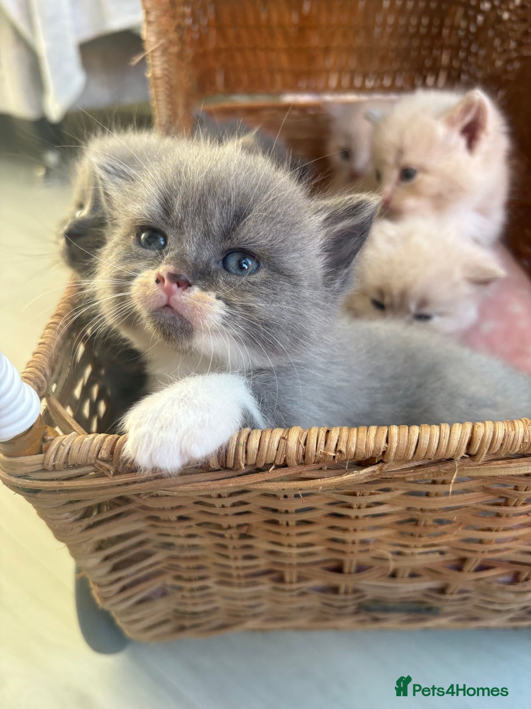 Mixed Breed cats for sale: Kittens  - Image 4