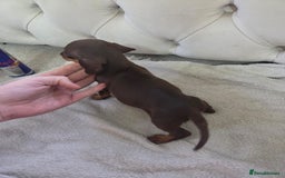 Miniature Dachshund dogs for sale: Mini Dachshund - Image 4