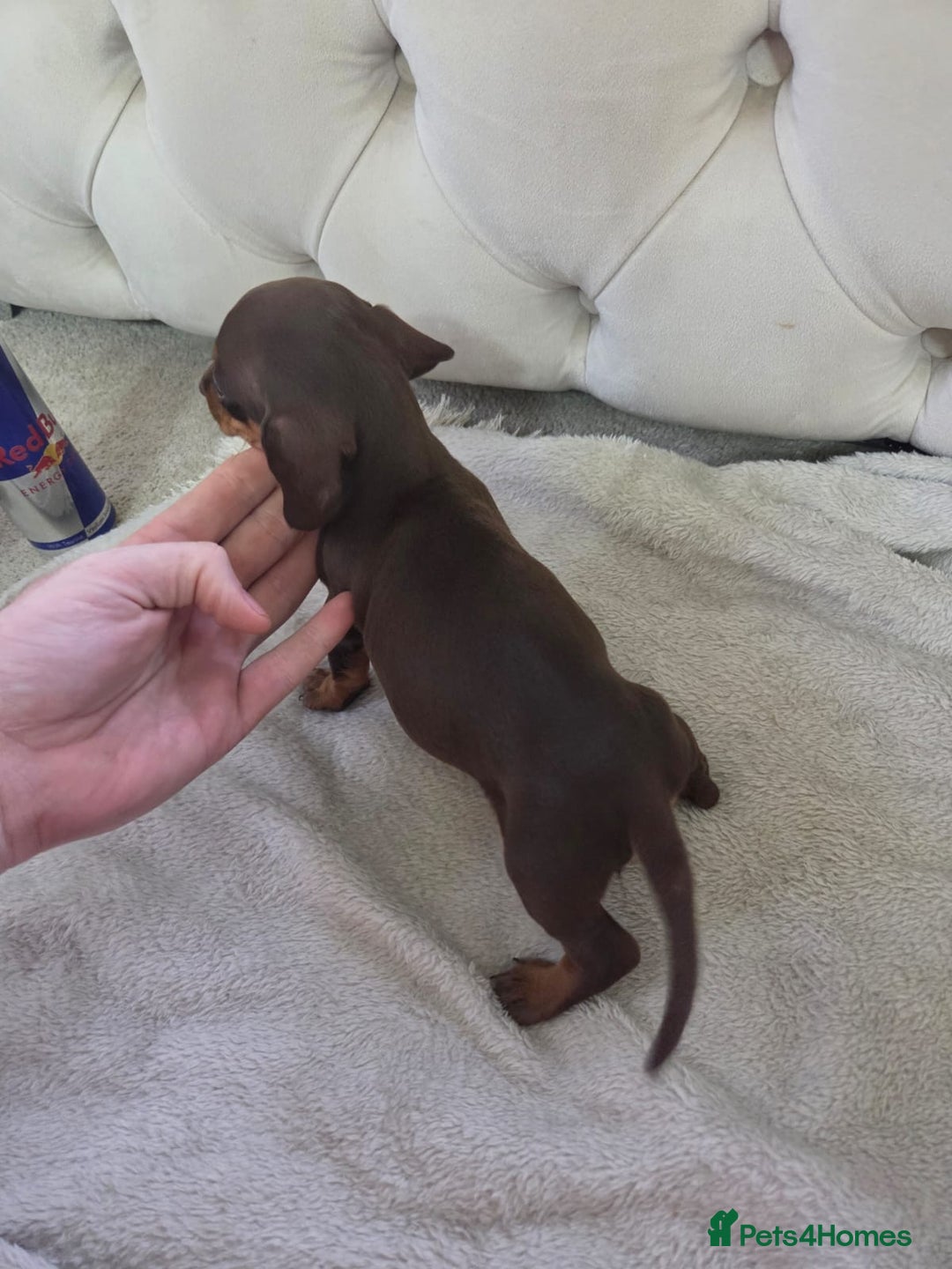 Miniature Dachshund dogs for sale: Mini Dachshund - Image 4