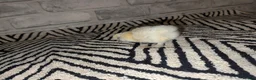 Chickens poultry for sale: Silkie Chicks mixed colours 17 left  in Hebburn - Advert 33