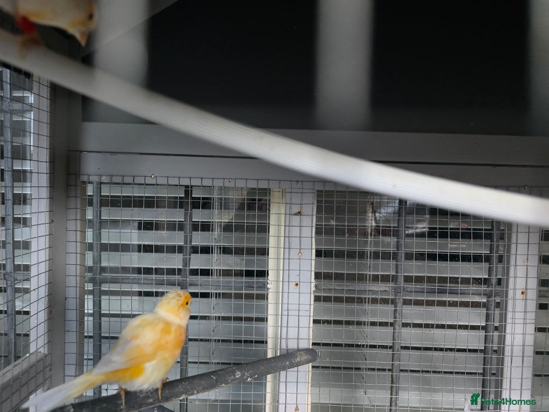 Canaries birds for sale: Canaries for rehoming  - Advert 1