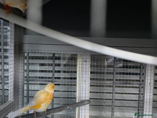 Canaries birds Canaries for rehoming - Advert 1