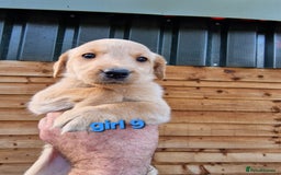Labradoodle dogs for sale: F1b labradoodle,  back cross to a labrador - Image 9