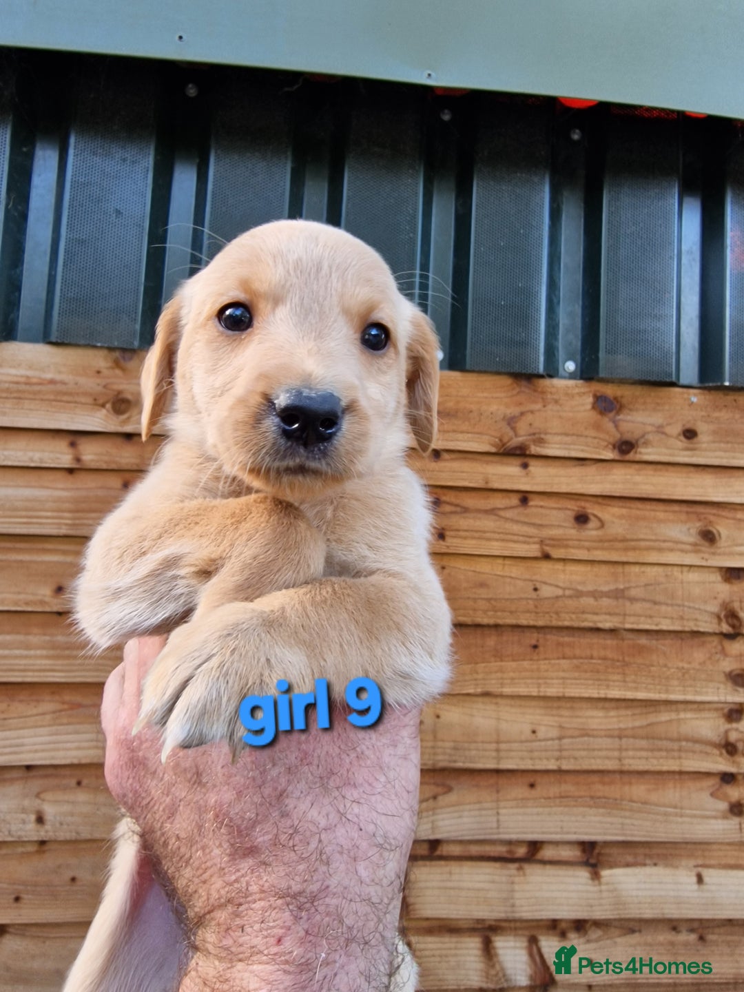 Labradoodle dogs for sale: F1b labradoodle,  back cross to a labrador - Image 9