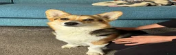 Welsh Corgi Pembroke dogs for sale: Cheddar is a wonderful KG Reg lady - Advert 3