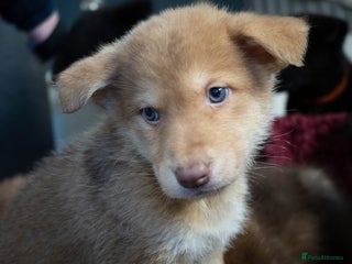 Saarloos Wolfdog dogs Extensively Health Tested Wolfdog Puppies - Advert 4