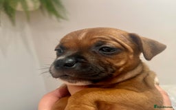 Staffordshire Bull Terrier dogs for sale: Red Staffordshire bull terrier puppies ❤️🐾 - Image 21