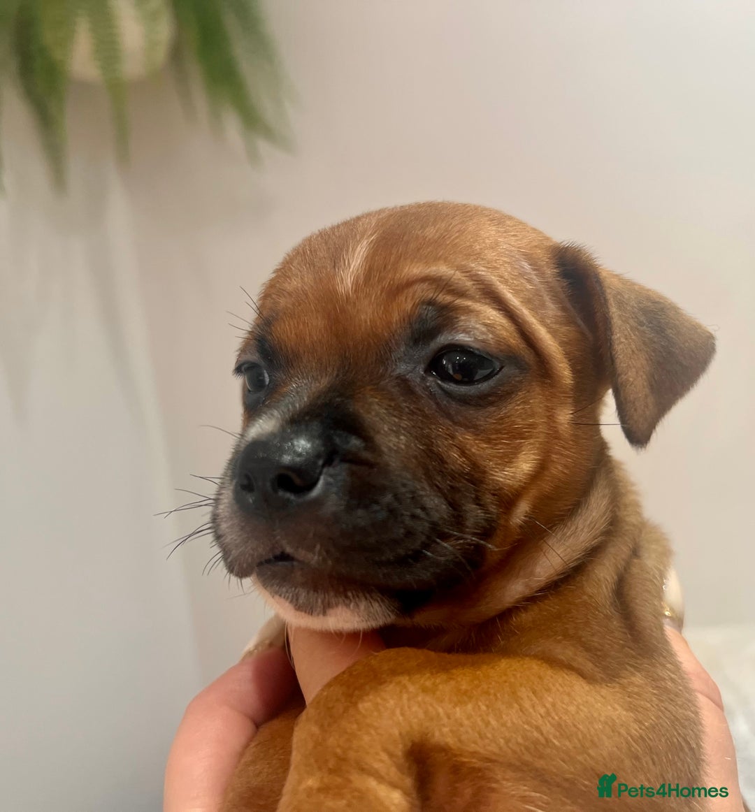 Staffordshire Bull Terrier dogs for sale: Red Staffordshire bull terrier puppies ❤️🐾 - Image 21
