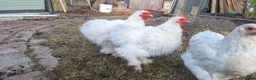 Chickens poultry for sale: Porcelain Pekin Banties Cockerels - Advert 2