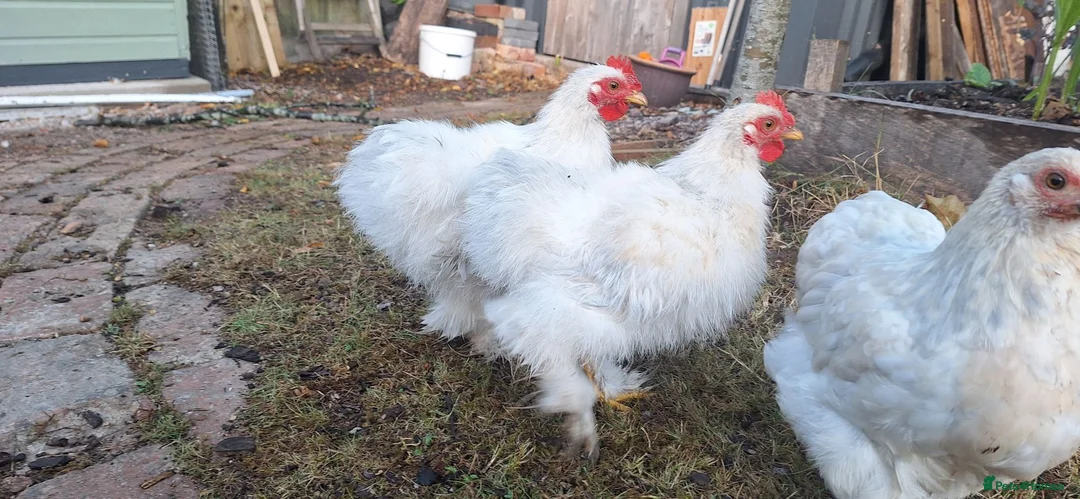 Chickens poultry for sale: Porcelain Pekin Banties Cockerels - Advert 2