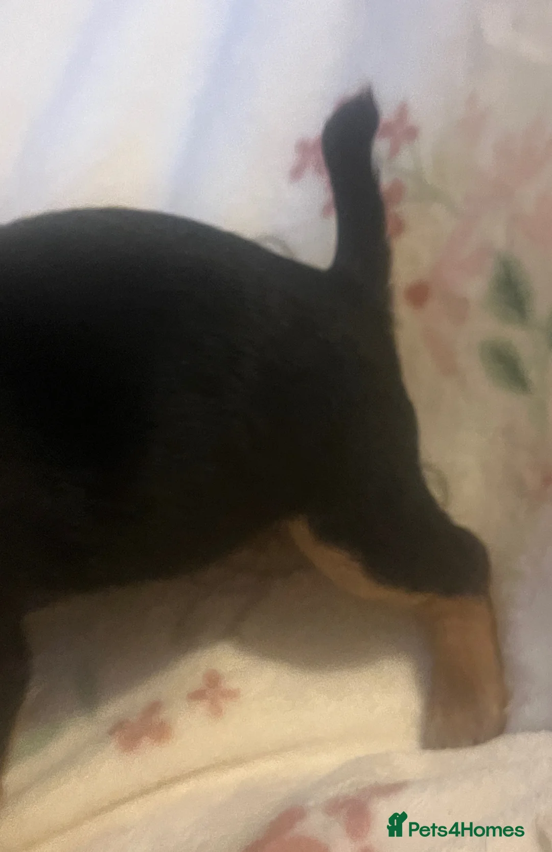 Jack Russell dogs for sale: Miniature rare natural bobtailed jack Russells - Advert 16