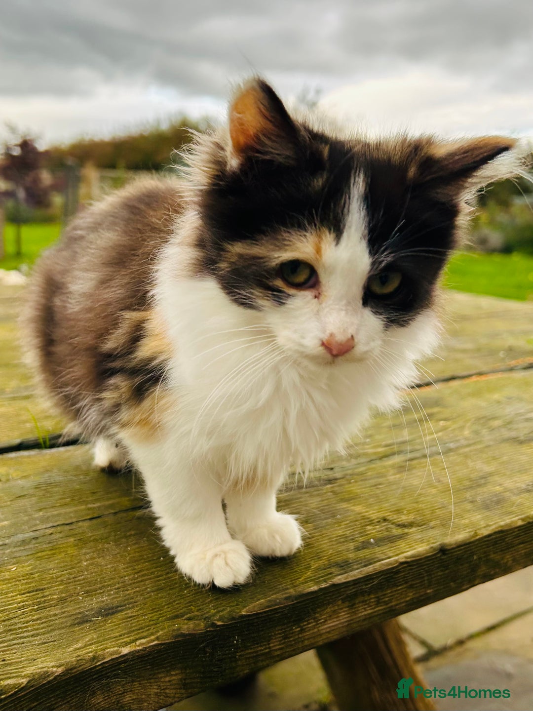 Turkish Van cats for sale: Beautiful kittens ready for loving new homes - Image 10