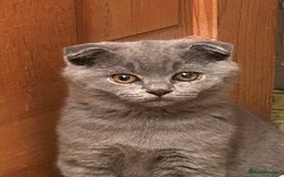 Scottish Fold cats for sale: 🌸🌸Blue  Fold girls available for reservation 🌸 - Image 2
