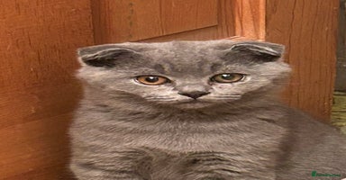 Scottish Fold cats - Advert 15