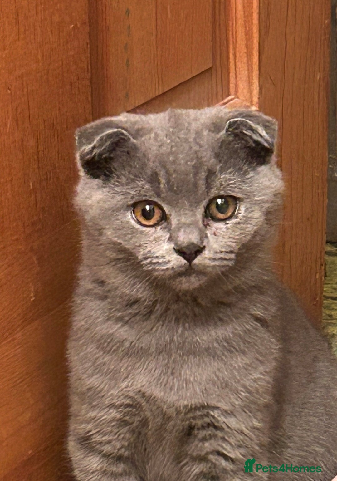 Scottish Fold cats for sale: 🌸🌸Blue  Fold girls available for reservation 🌸 - Image 2