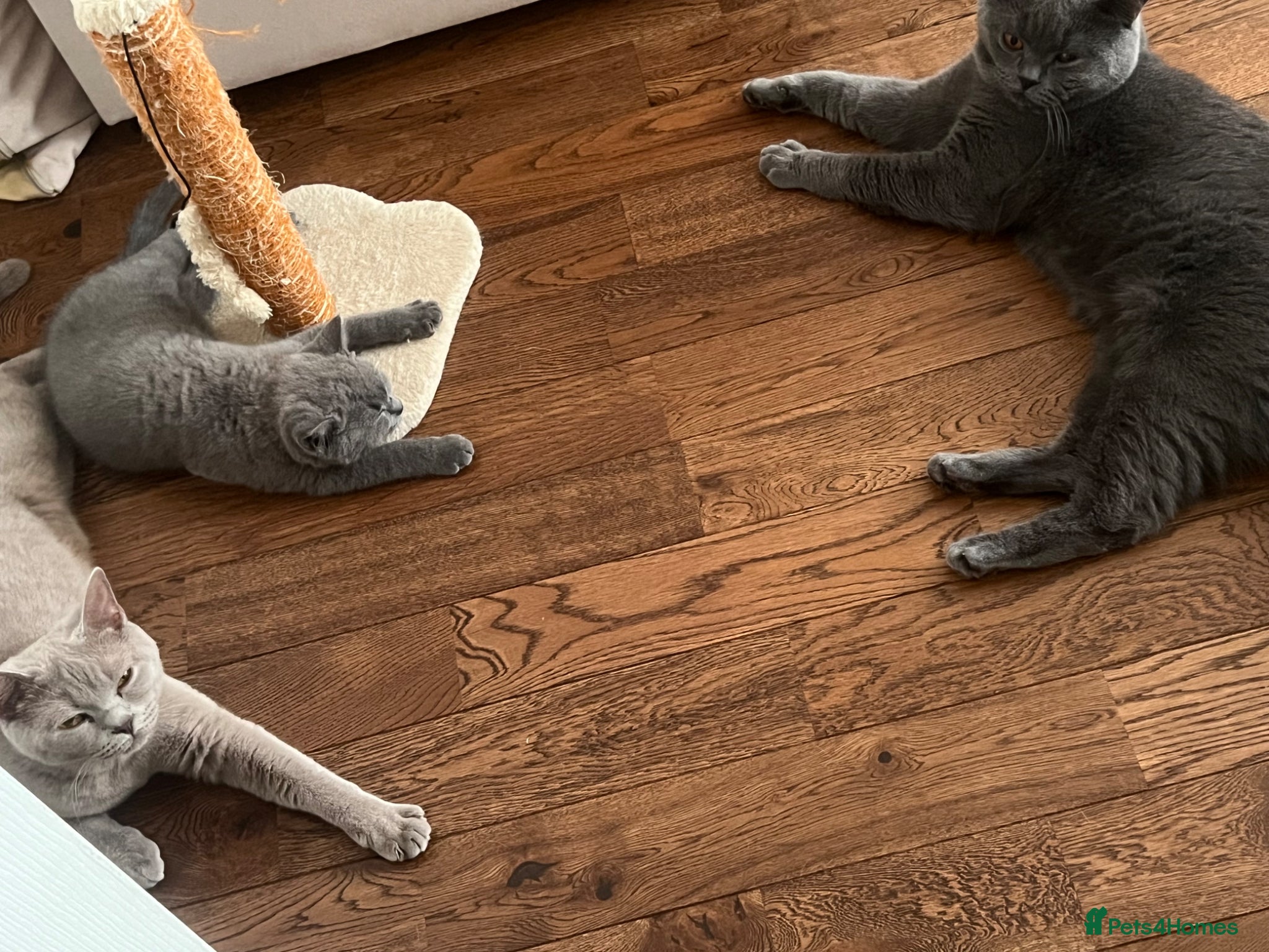 British Shorthair cats 2Left British Shorthair Kittens vaccinated&microch - Advert 2