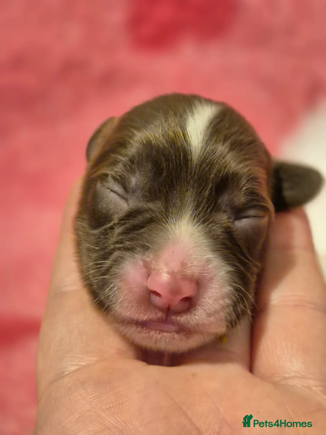 English Springer Spaniel dogs for sale:  Beautiful Liver & White Springer Spaniels - Advert 19