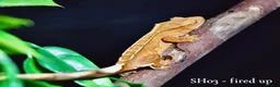 Gecko reptiles for sale: Baby Crested Gecko For Sale 🦎 - Advert 3