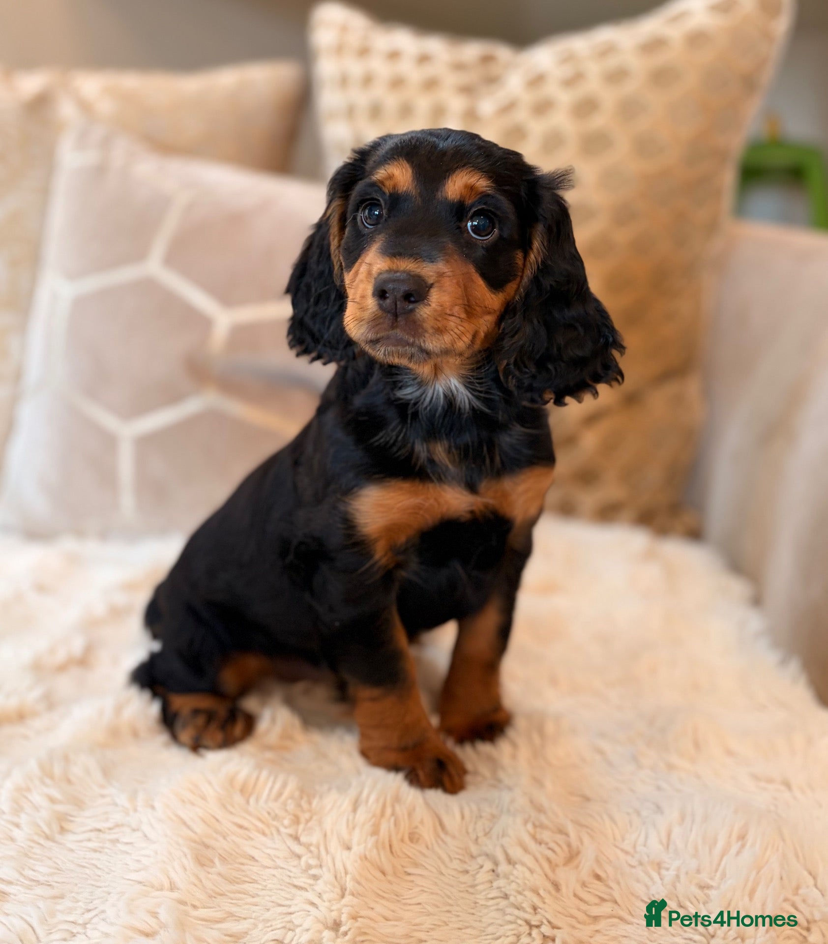 Cocker Spaniel dogs BEAUTIFUL , BLACK-TAN , KC REG , FEMALE COCKER PUP - Advert 2