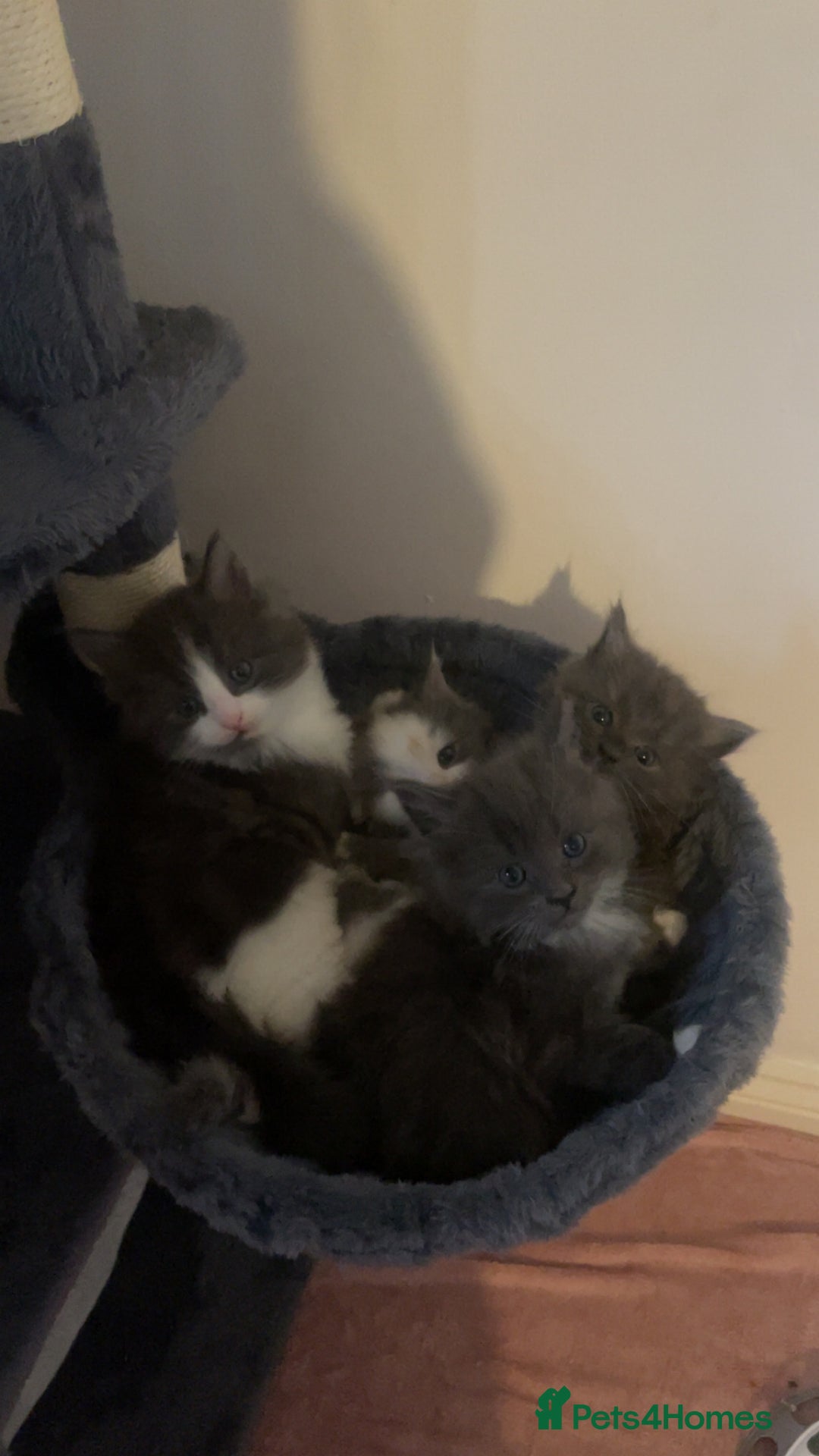 Ragdoll cats for sale: 4 maincoon x ragdoll kittens - Advert 35
