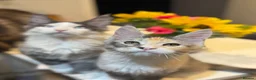 Maine Coon cats for sale: Polydactyl Maine Coon kittens - Advert 11