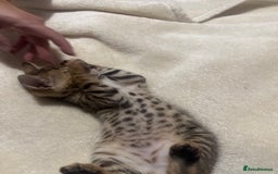 Bengal cats for sale: Beautiful bengals  - Advert 19