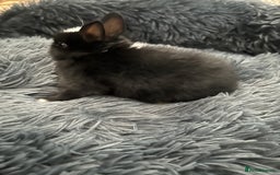 Netherland Dwarf rabbits for sale: Two beautiful Netherland dwarf bunnies  - Image 5