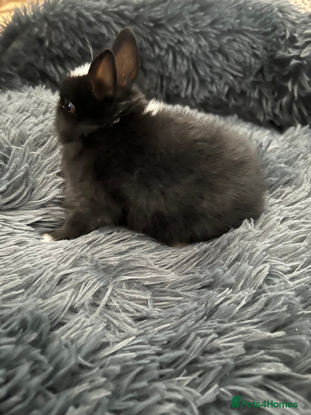 Netherland Dwarf rabbits for sale: Two beautiful Netherland dwarf bunnies  - Image 5