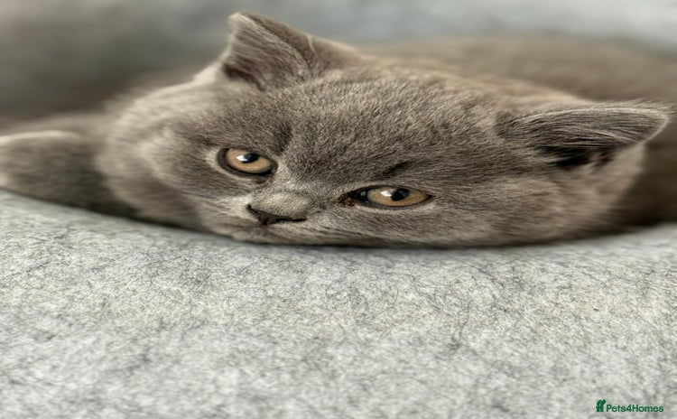 British Shorthair cats - Advert 4