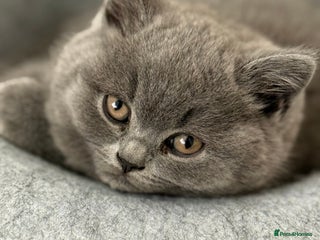 British Shorthair cats - Advert 5