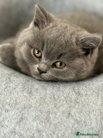 British Shorthair cats - Advert 15