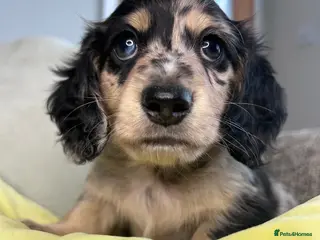 Miniature Dachshund dogs 🖤 SILVER DAPPLE & CREAM LONGHAIR BOY🖤 - Advert 1