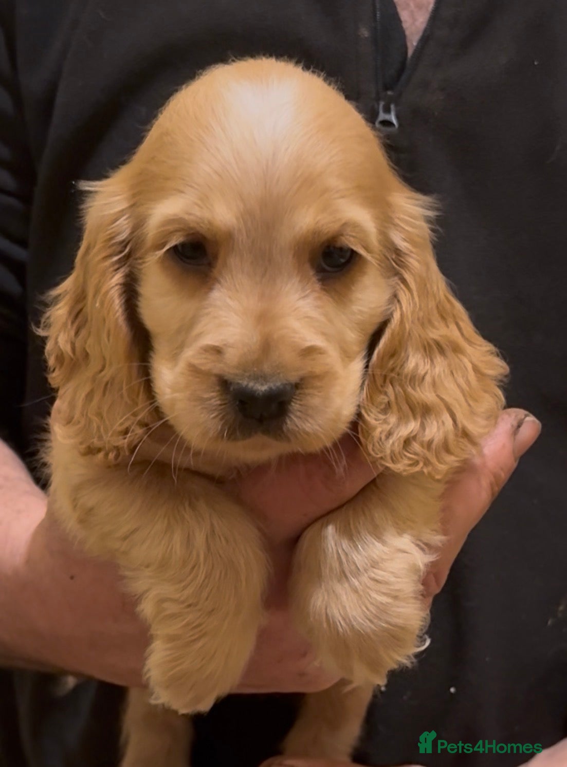 Cocker Spaniel dogs 🌟Stunning 100% show cocker kc & health tested - Advert 2