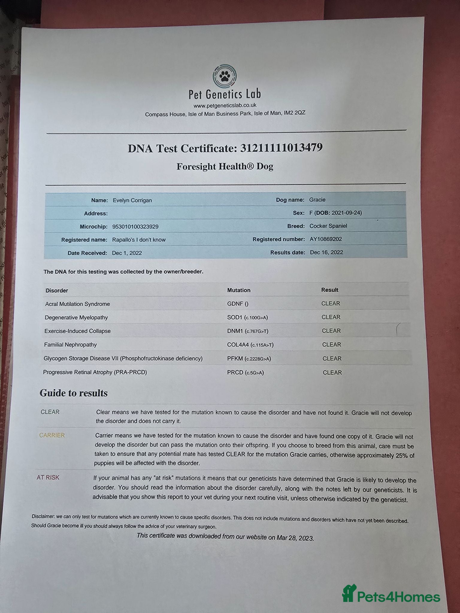 Cocker Spaniel dogs 3 Health tested kc reg Show Cockers - Advert 2