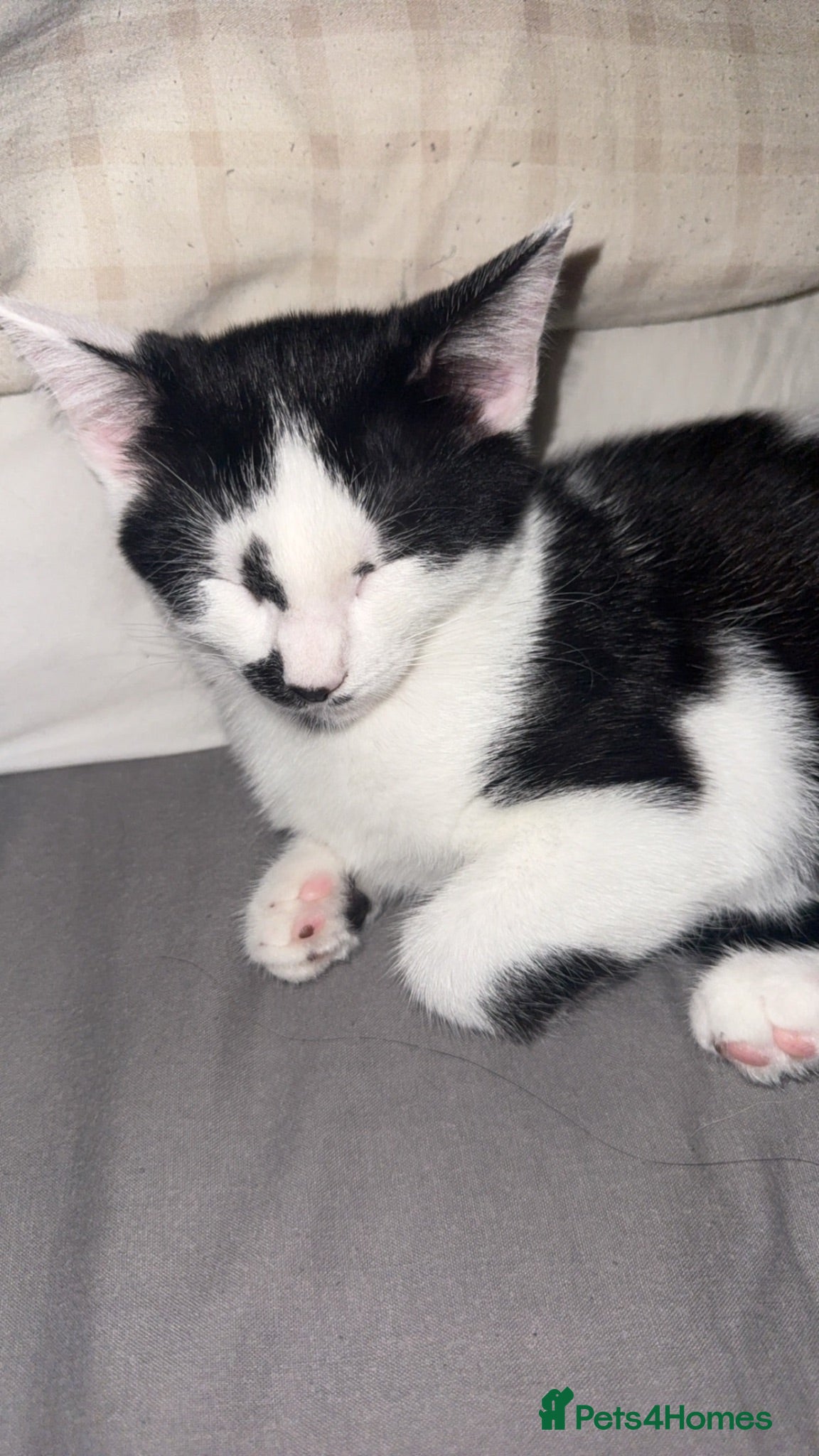 Mixed Breed cats Two beautiful black and white kittens  - Advert 1