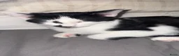 Mixed Breed cats for sale: Two beautiful black and white kittens  - Advert 1