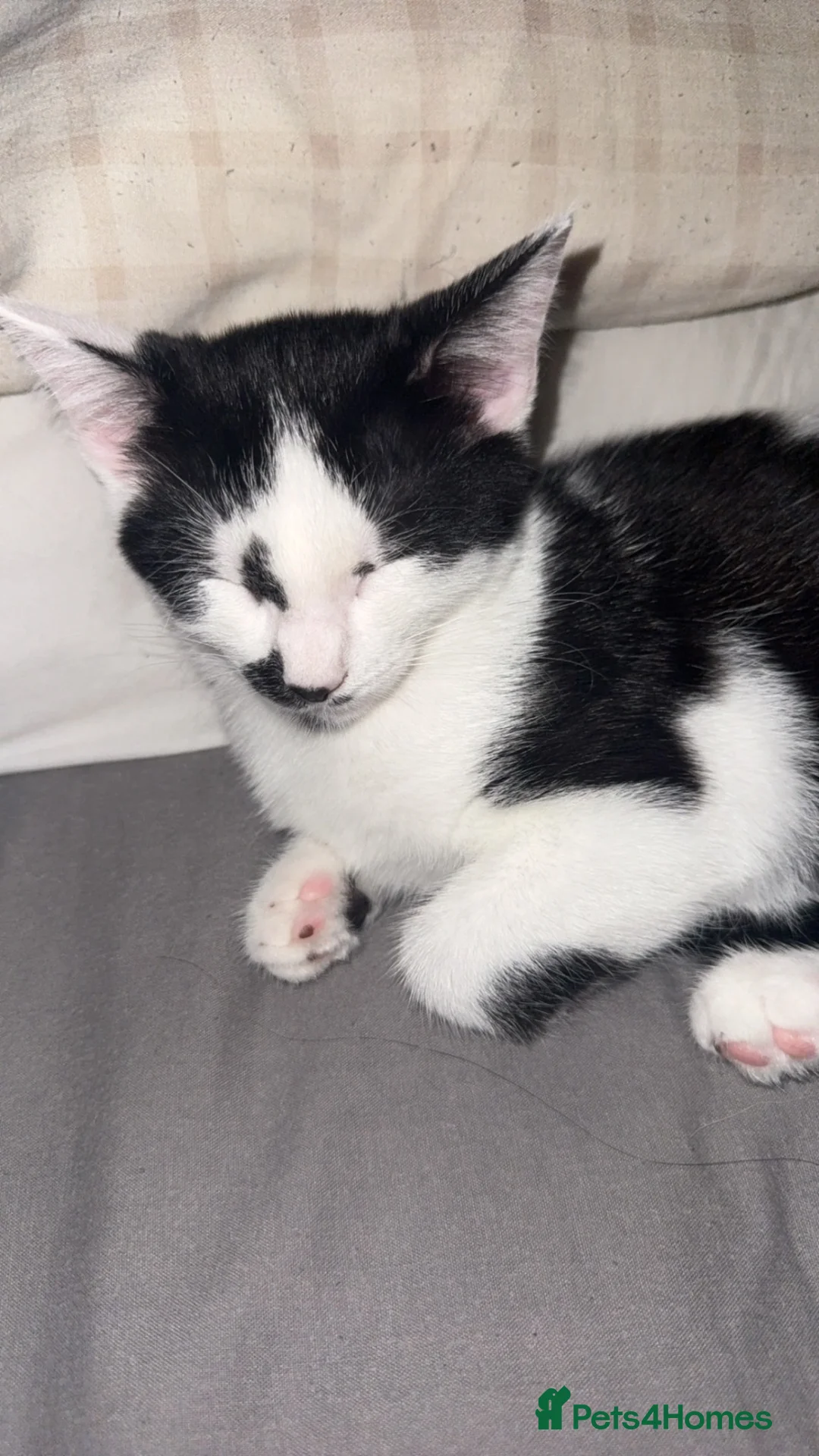 Mixed Breed cats for sale: Two beautiful black and white kittens  - Advert 1