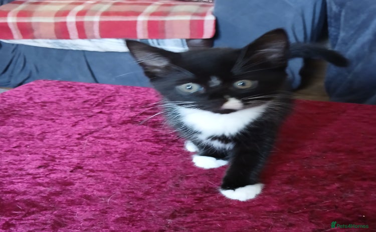 Mixed Breed cats - Advert 6
