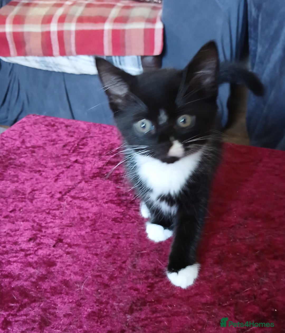 Mixed Breed cats for sale: Mixed breed kittens - Image 1
