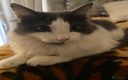 Domestic Shorthair cats for sale: FREE Milo LONGHAIRED - Image 2