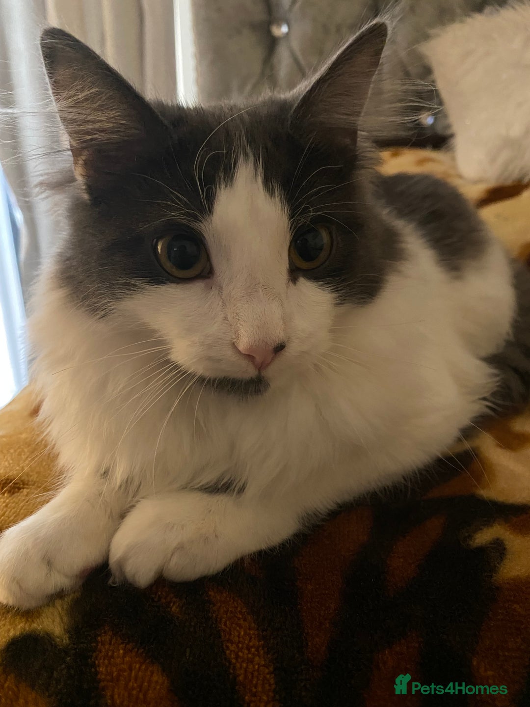 Domestic Shorthair cats for sale: FREE Milo LONGHAIRED - Image 2