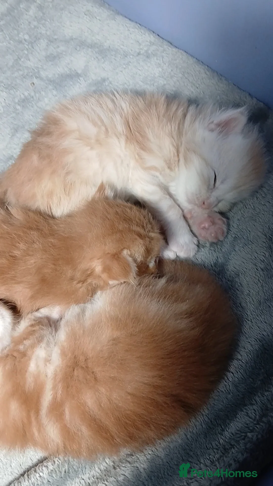 Maine Coon cats for sale: Sweet and Beautiful Pure Breed Maine Coon Kittens - Advert 3